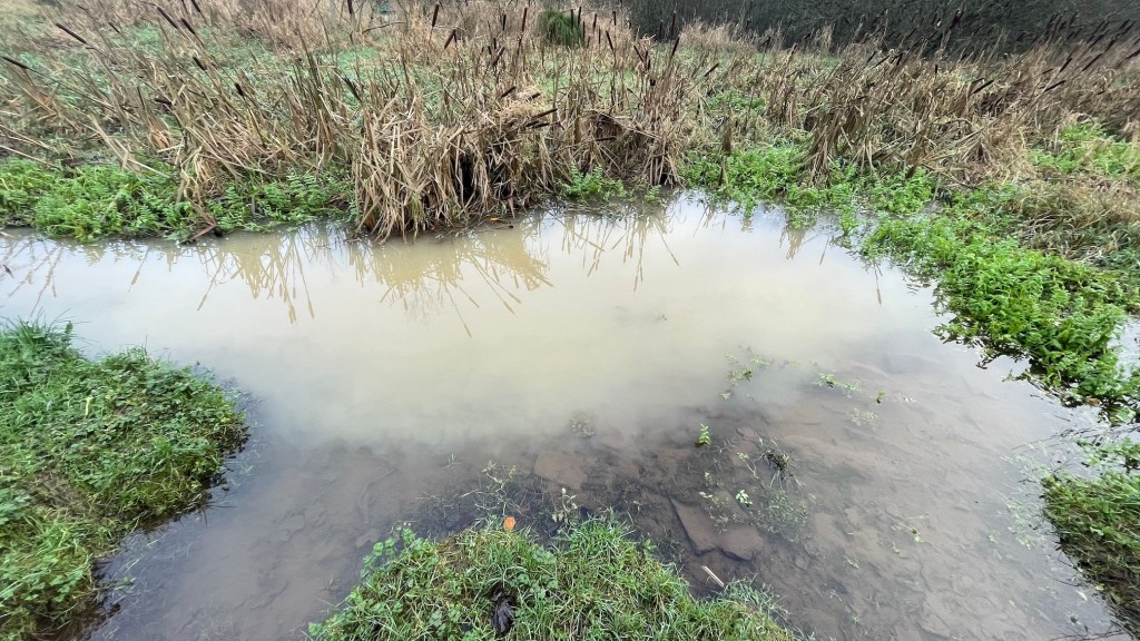 A photograph of a section of river shwoing bulrushes and water contamination